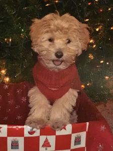 Meet your Posher, Gracie